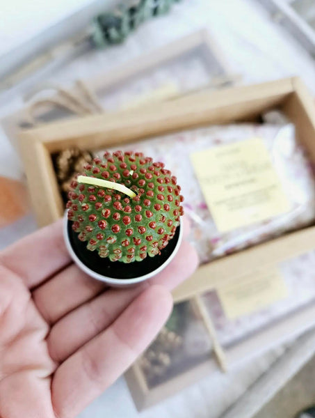 Bath Salt & Succulent Gift Set